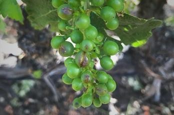 Poškození vinic kroupami - BS vinařské potřeby