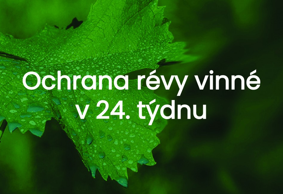 Ochrana révy vinné - 24. týden