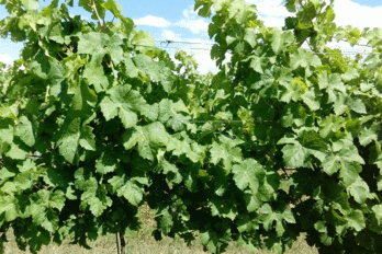 Reference na unikátní hnojivo Vínofit - BS vinařské potřeby