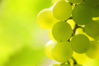 Rizika vysokého pH moštu - BS vinařské potřeby