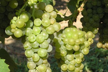 Muškátová PIWI odrůda Cvětočnyj/Blütenmuskateller - BS vinařské potřeby