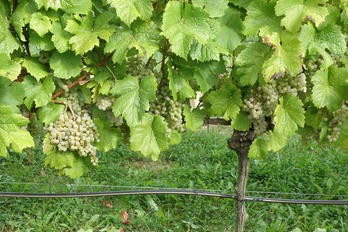 Sazenice révy vinné Donauriesling - BS vinařské potřeby