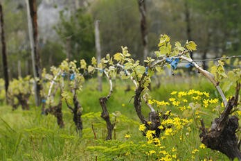 Nově povolené přípravky na ochranu révy vinné - BS vinařské potřeby