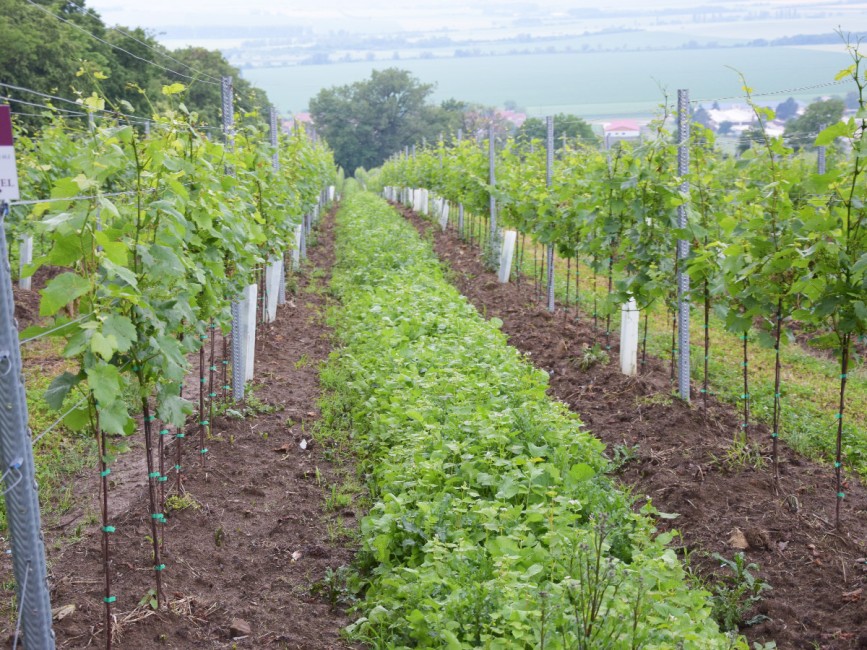 Využití krátkodobého ozelenění ve vinicích