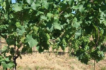 Průběžné zhodnocení vývoje vegetace - BS vinařské potřeby
