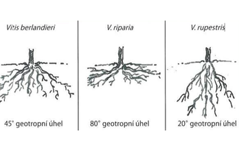 Výběr podnože pro nové výsadby - BS vinařské potřeby