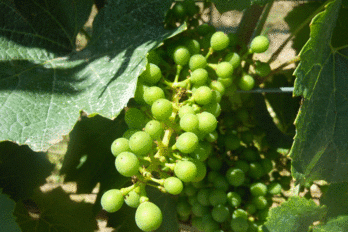 Ochrana a výživa révy vinné po kvetení - BS vinařské potřeby