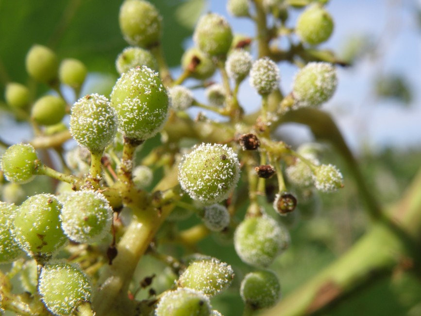 Ochrana révy proti houbovým chorobám -  nově, účinně a ekonomicky