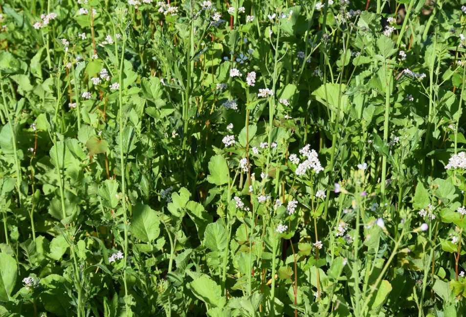 Prokypřovací směs do každé vinice