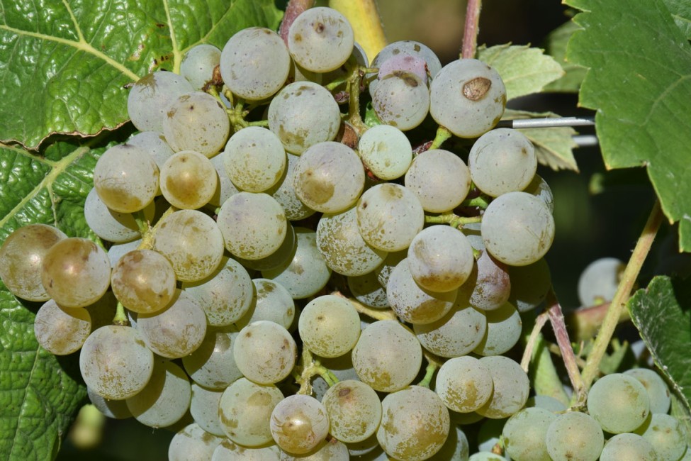 Vhodný termín pro sklizeň Sauvignonu blanc - BS vinařské potřeby