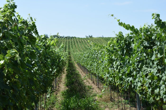 Pozitivní působení HUMAC Agro v nových výsadbách - BS vinařské potřeby