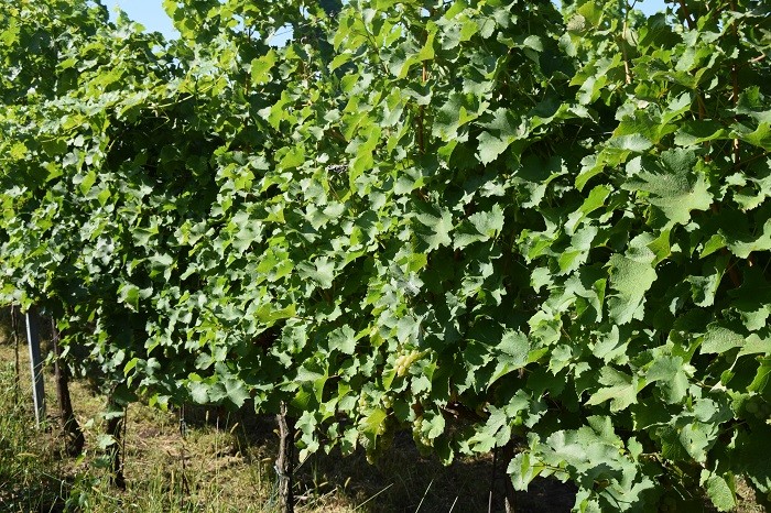 VINTEC – prevence proti ESCA - BS vinařské potřeby