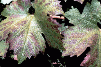 Vysoké teploty a hnědnutí listů - BS vinařské potřeby
