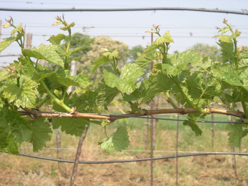 Podlom, řez a kvalita hroznů