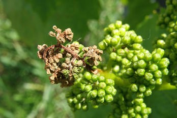 Botrytiová hniloba květenství právě ve vinicích - BS vinařské potřeby