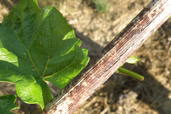 Příznaky padlí révy ve vinicích - BS vinařské potřeby