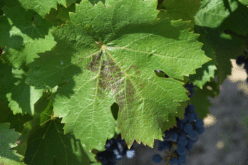 Černé listy u révy vinné - BS vinařské potřeby