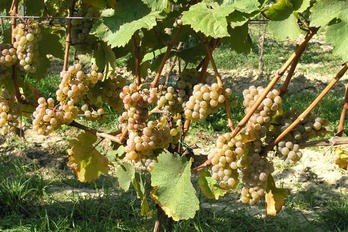 Důležitost zelených prací v letním období - BS vinařské potřeby