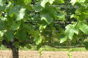 Možnosti využití kordónových tvarů - BS vinařské potřeby