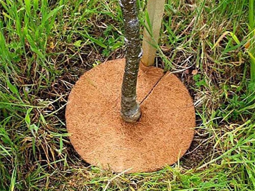 Mulčovací kokosový kruh pro ochranu rostlin