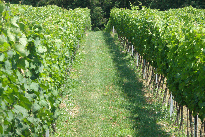 Příprava půdy před výsevem ozelenění - BS vinařské potřeby