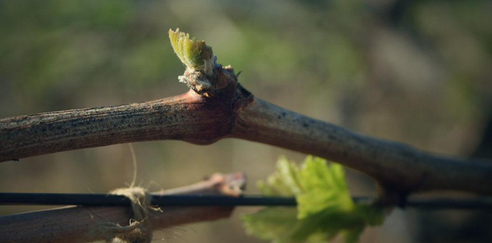 Na vinicích začíná jaro