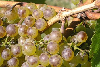 Vliv počasí na fenolické a aromatické látky v bobulích bílých odrůd - BS vinařské potřeby