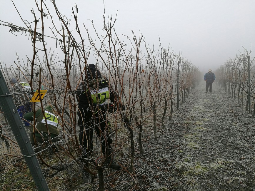 Súťaž v reze viniča 2018 - výsledky - BS vinařské potřeby