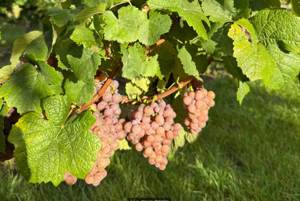 Sklizeň 2025 na Jižní Moravě: pozdní vinobraní a náročné podmínky