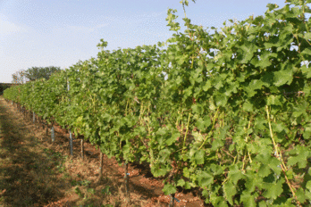 Odlistění zóny hroznů za účelem zpomalení zrání hroznů - BS vinařské potřeby