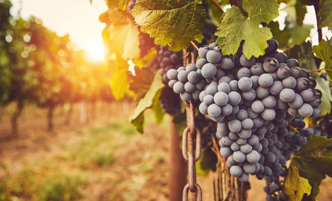 Možnost posledních aplikací postřiků na vinicích