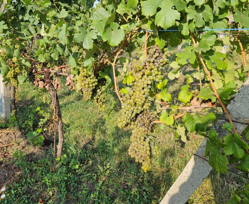 Proměnlivost ve zrání hroznů v jednotlivých vinicích