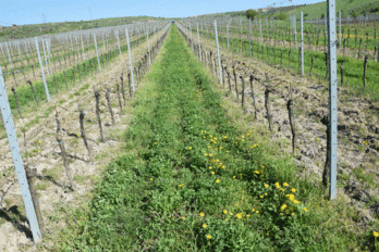 Směs „Vinice Extra“ ve vinicích v posledních dnech - BS vinařské potřeby