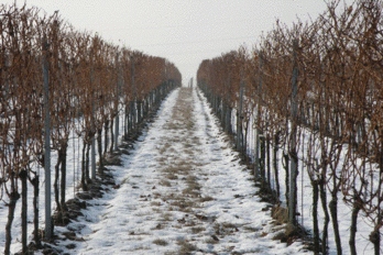 Réva vinná a zimní mrazy - BS vinařské potřeby