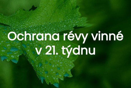 Ochrana révy vinné 21. týden