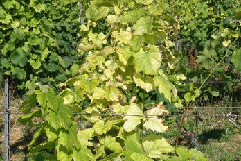 Optimální termín pro listovou analýzu