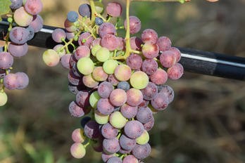 Začíná zaměkání hroznů