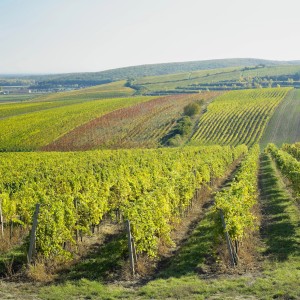 Postřikový plán VINICE 2026