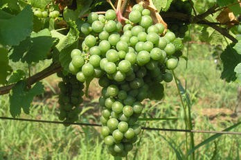 Možnosti rozvoje houbových chorob u révy