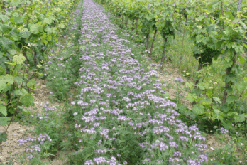 BS směsi pro trvalé ozelenění