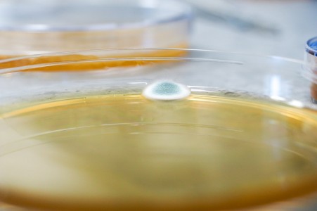 Kontrola mikrobiologické čistoty se vyplatí