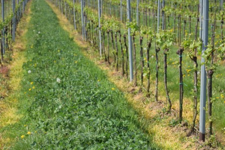 Přednosti druhově bohatých směsí pro zelenění vinic