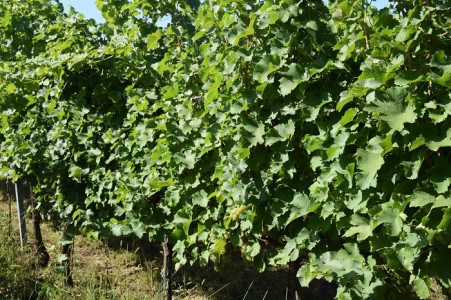 VINTEC – prevence proti ESCA
