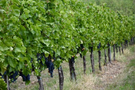 Není kordon jako kordon