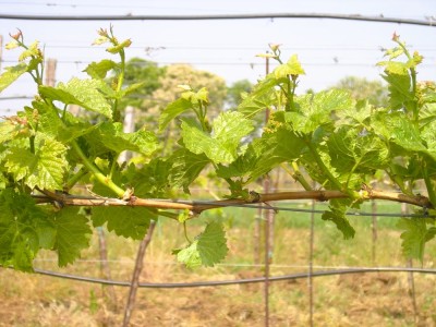 Podlom, řez a kvalita hroznů