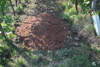 Využívání kompostů ve vinohradnictví