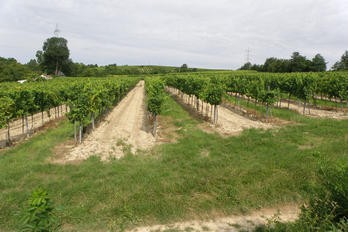 Zelené hnojení do vinic