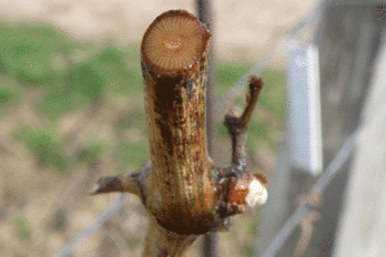 Zimní řez a jarní mrazy