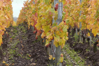 Podzimní přihnojení vinic a sadů