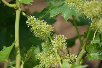 Vývoj vegetace v roce 2018 a vliv na révu vinnou